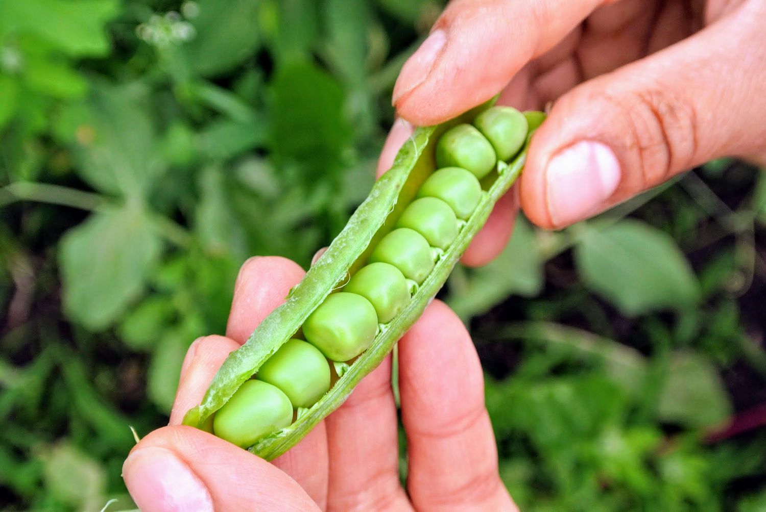 Hands holding opened pea pod