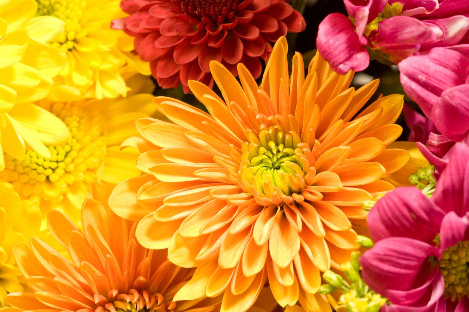 orange and yellow chrysanthemum flowers