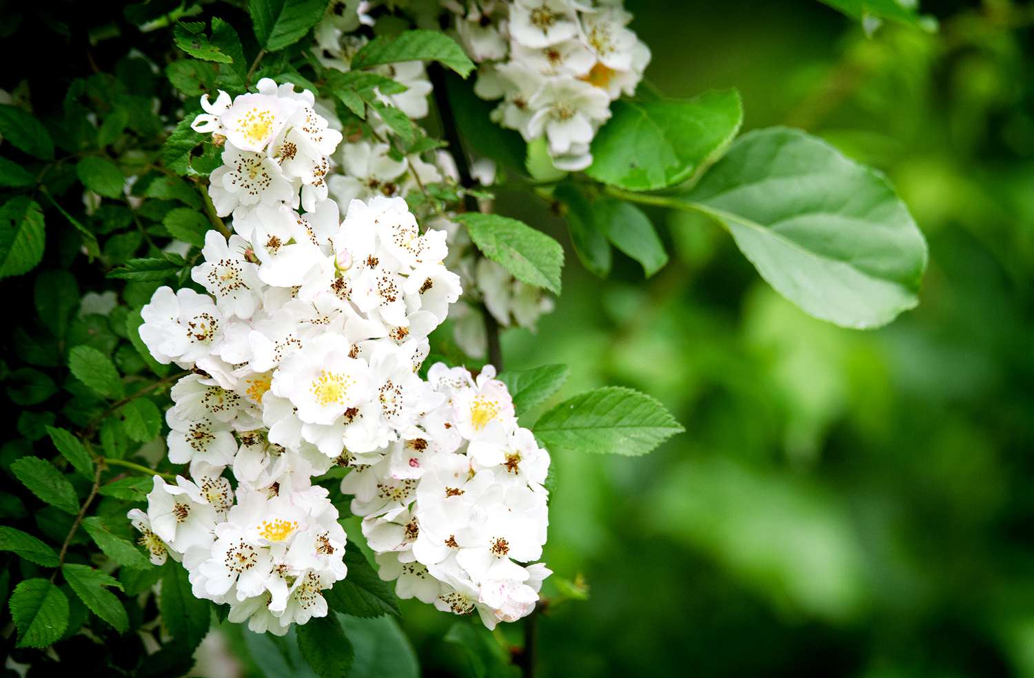 White Spirea flowers