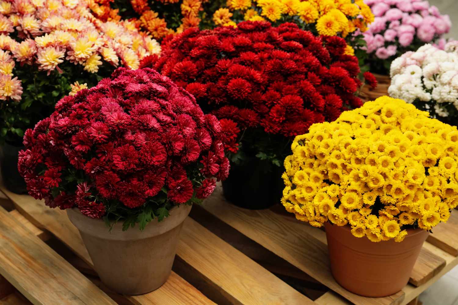 Various pots of blooming chrysanthemums arranged on wooden pallets