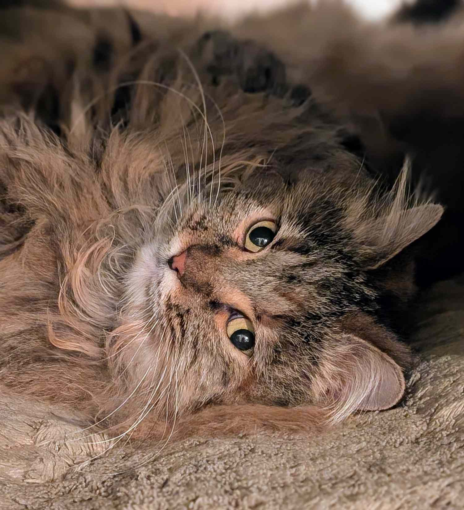 Persian cat