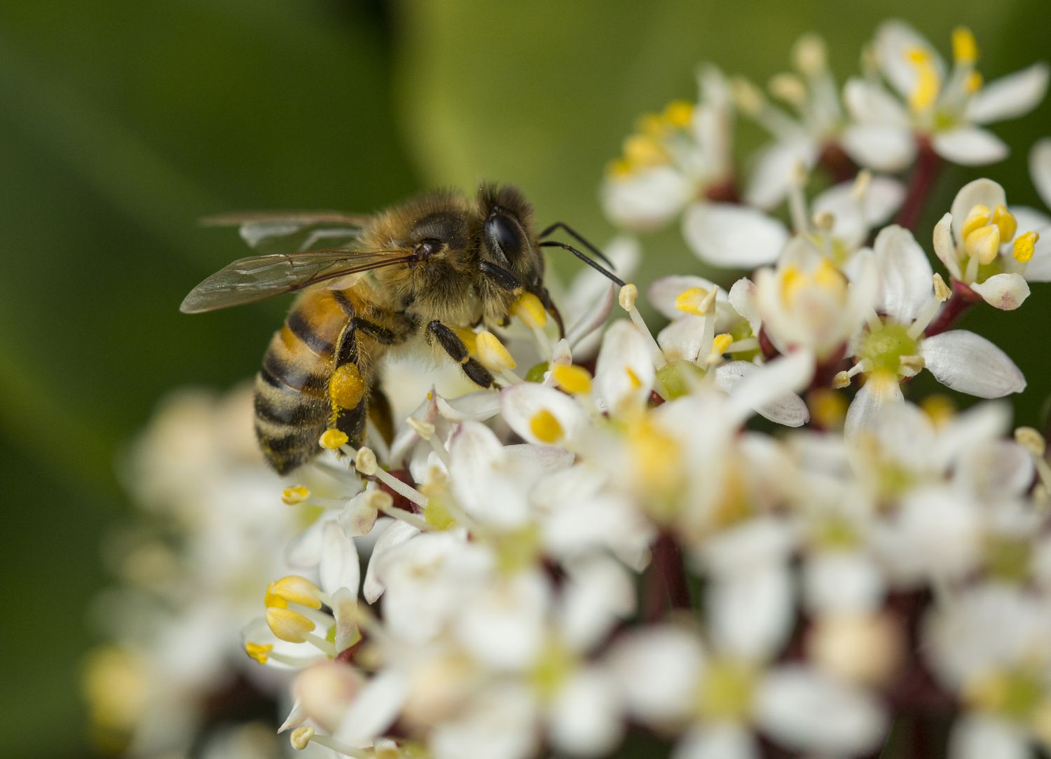 bee on a white flower