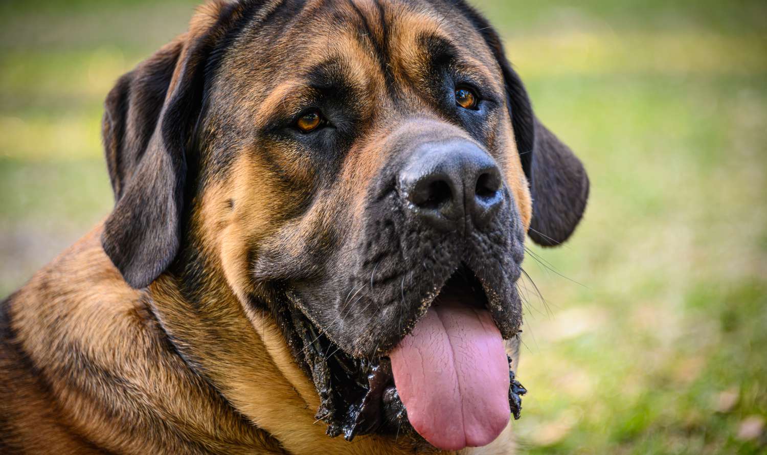 english mastiff