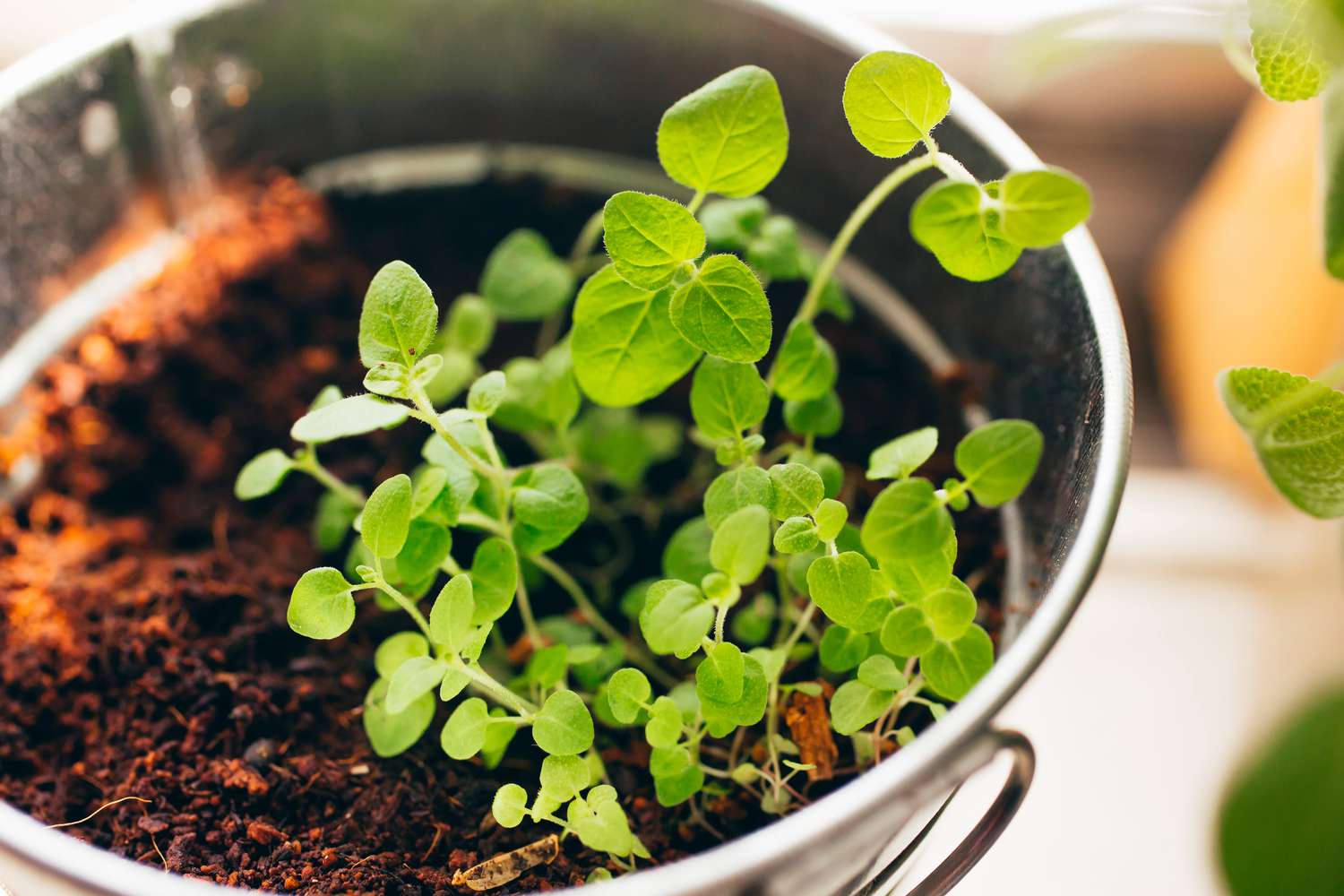 Oregano growing on windowsill