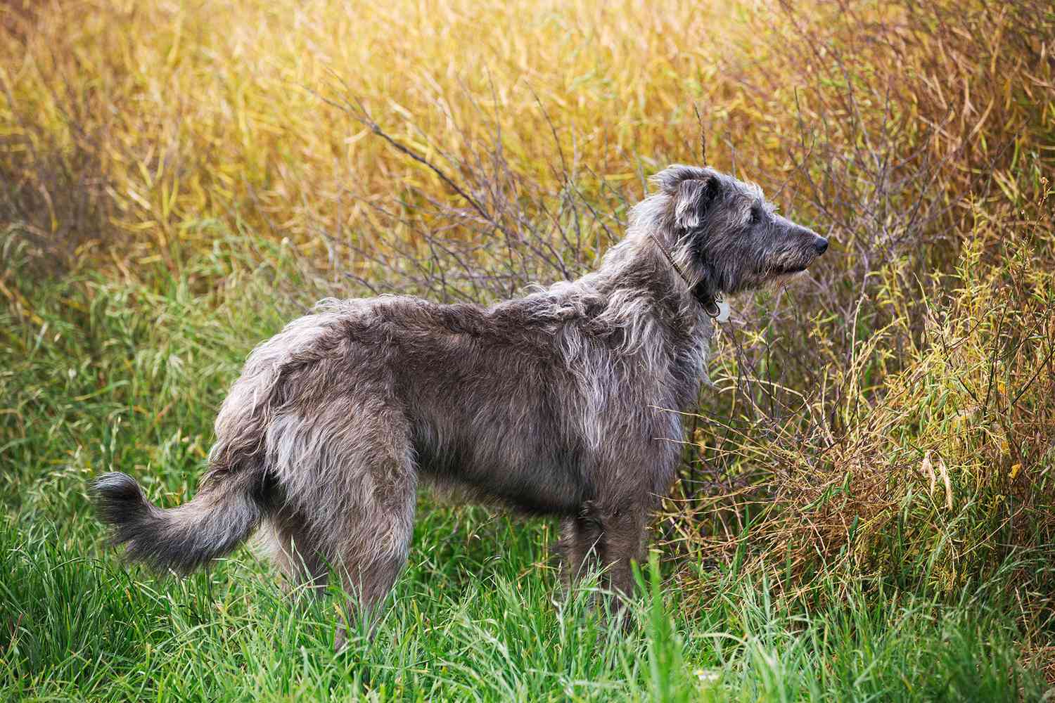 Scottish Deerhound standing in a field