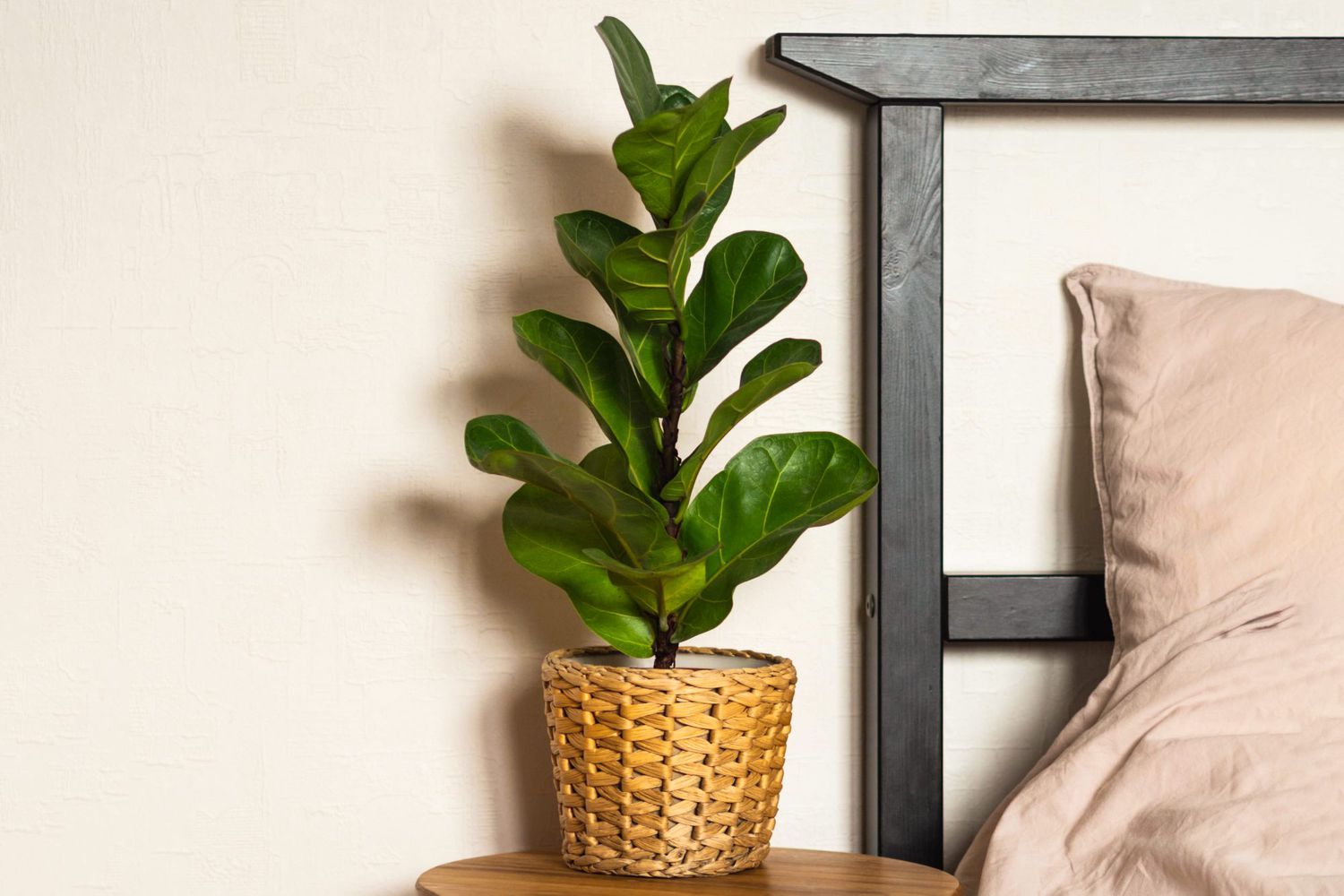 ficus lyrata on bedside table