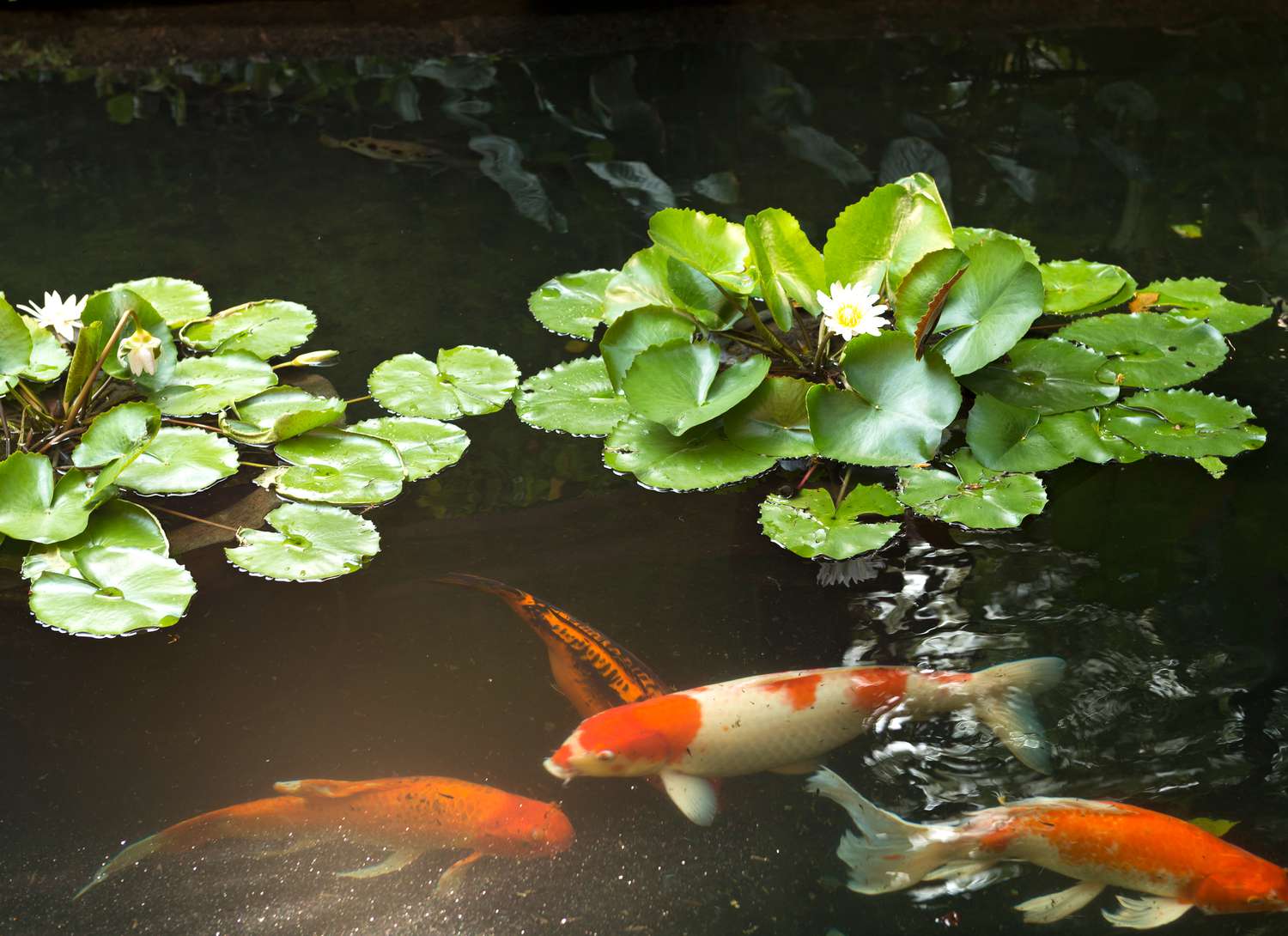 Koi pond with 3 Koi and water lilies