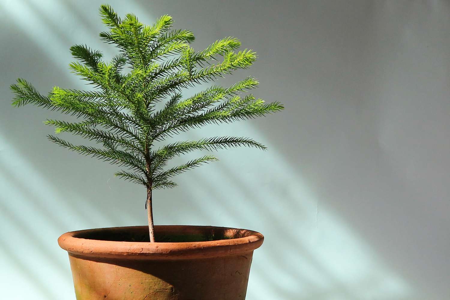 Norfolk Island Pine