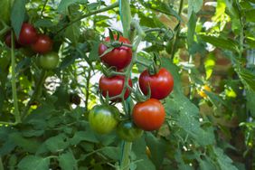 Ripe and unripe tomatoes growing on a plant