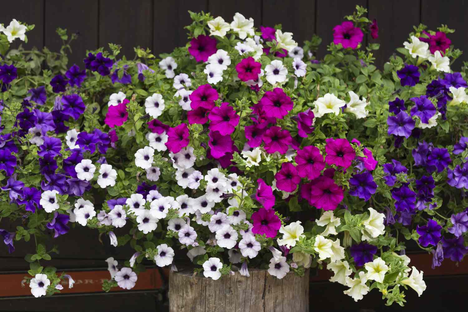 Pot of sprawling purple and white petunias 