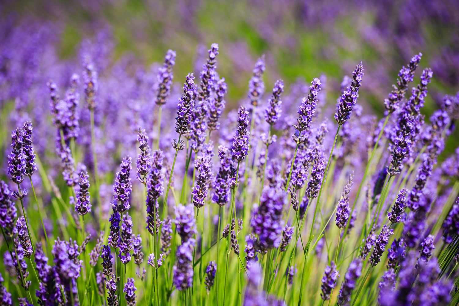 Lavender in the garden