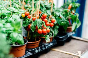 Potted tomato plants