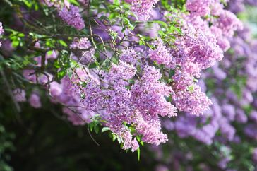 Lilac flowers blooming on a bush in a natural setting branches lush with blossoms