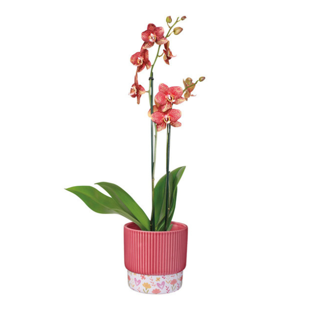 A potted orchid plant with flowers and green leaves