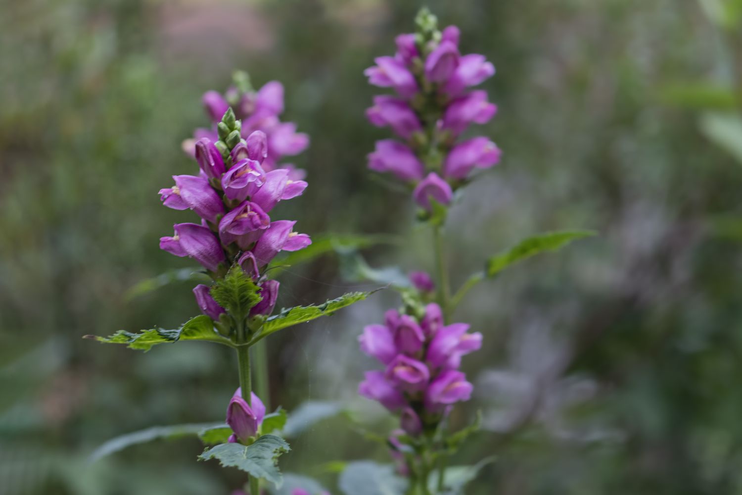 Pink flowers in a natural outdoor setting