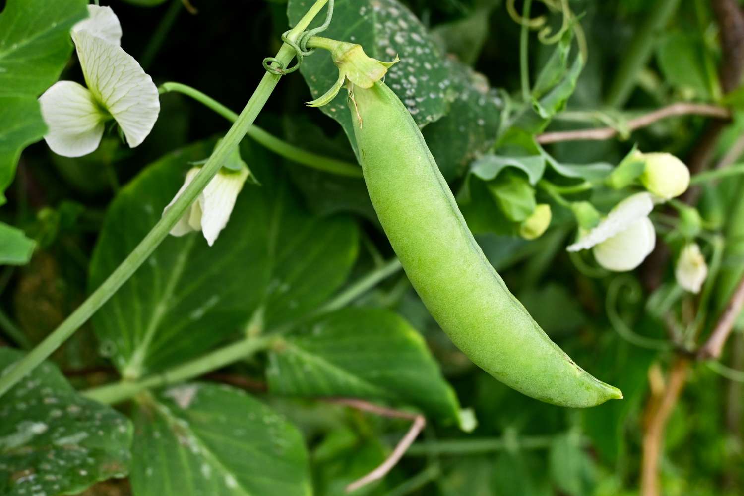 Sugar Snap Peas