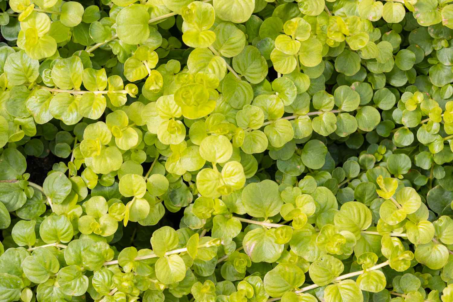 Creeping Jenny