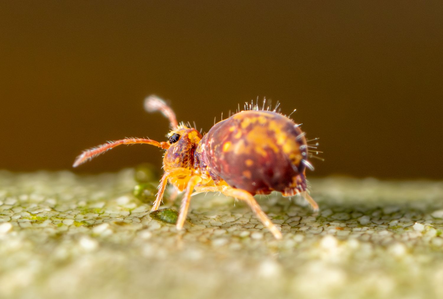 Macro view of a springtail on a textured surface showcasing its details