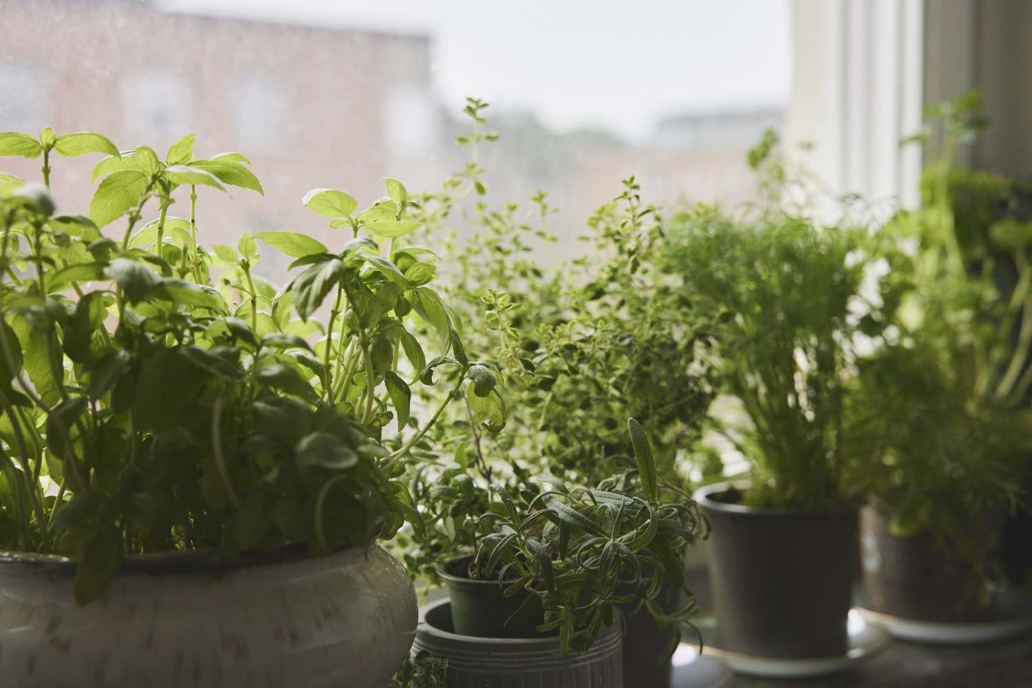 Herbs growing on a windowsill.