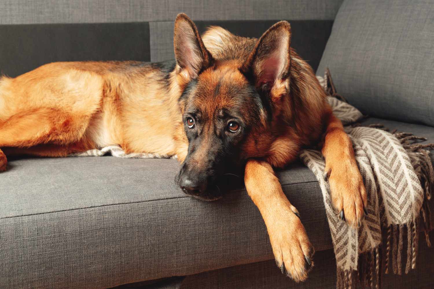Young German shepherd dog lying curled up on a gray sofa.