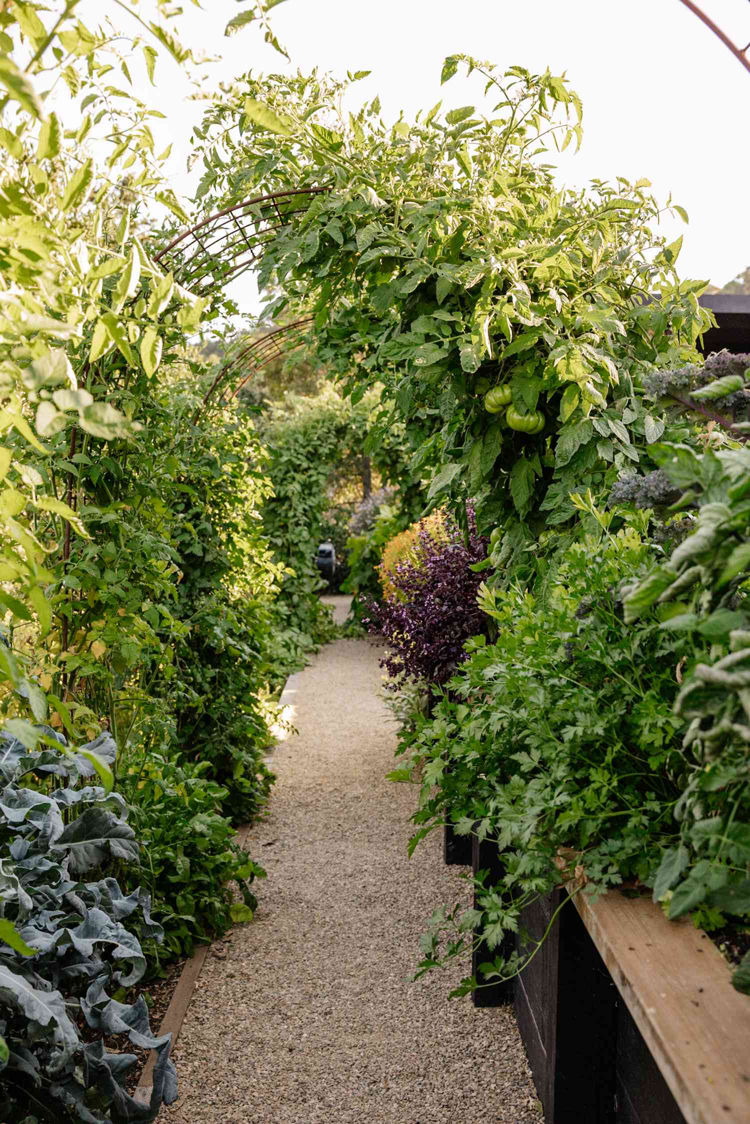 Metal Garden Arch Walkway 