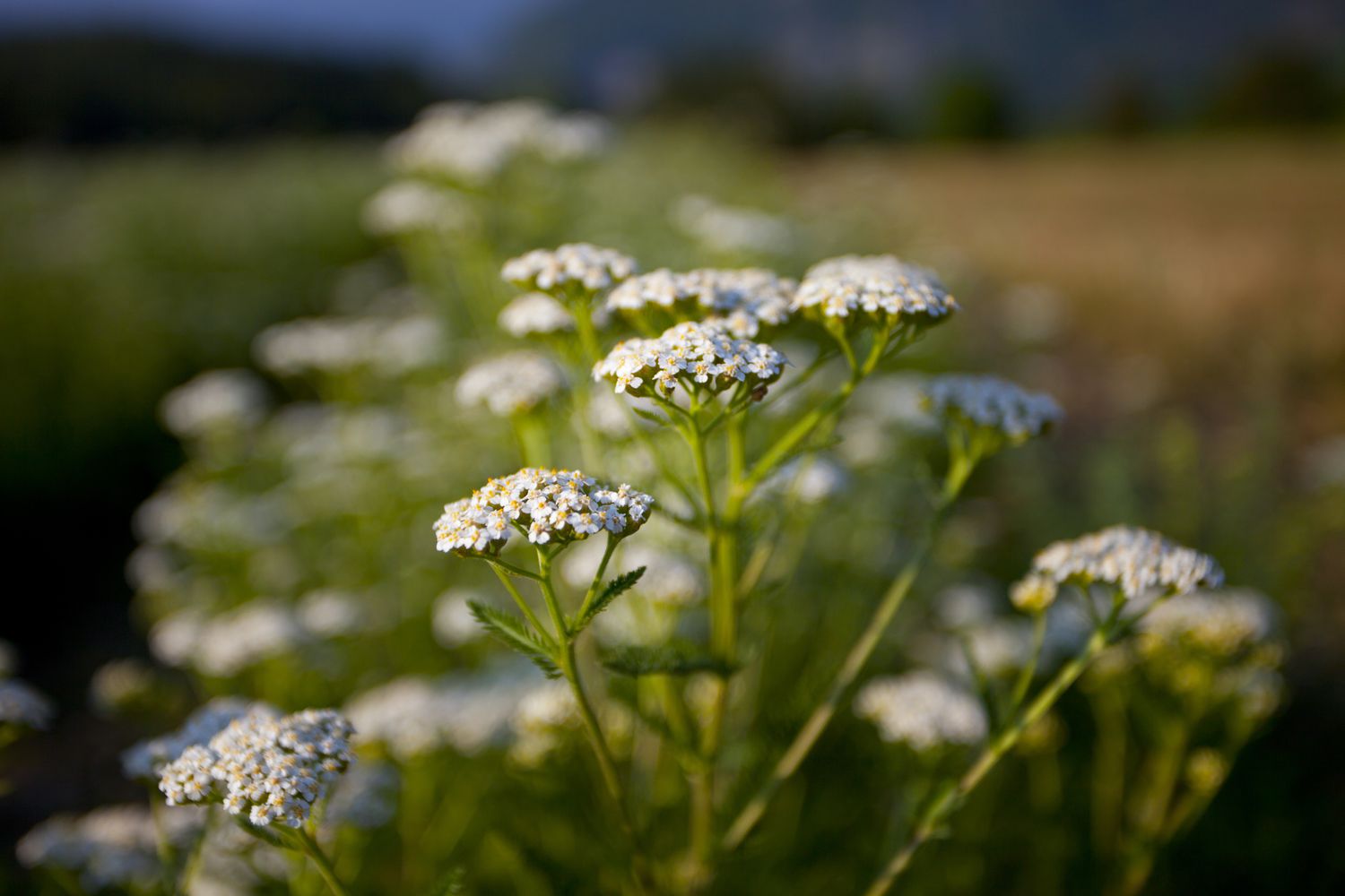 Yarrow in garden