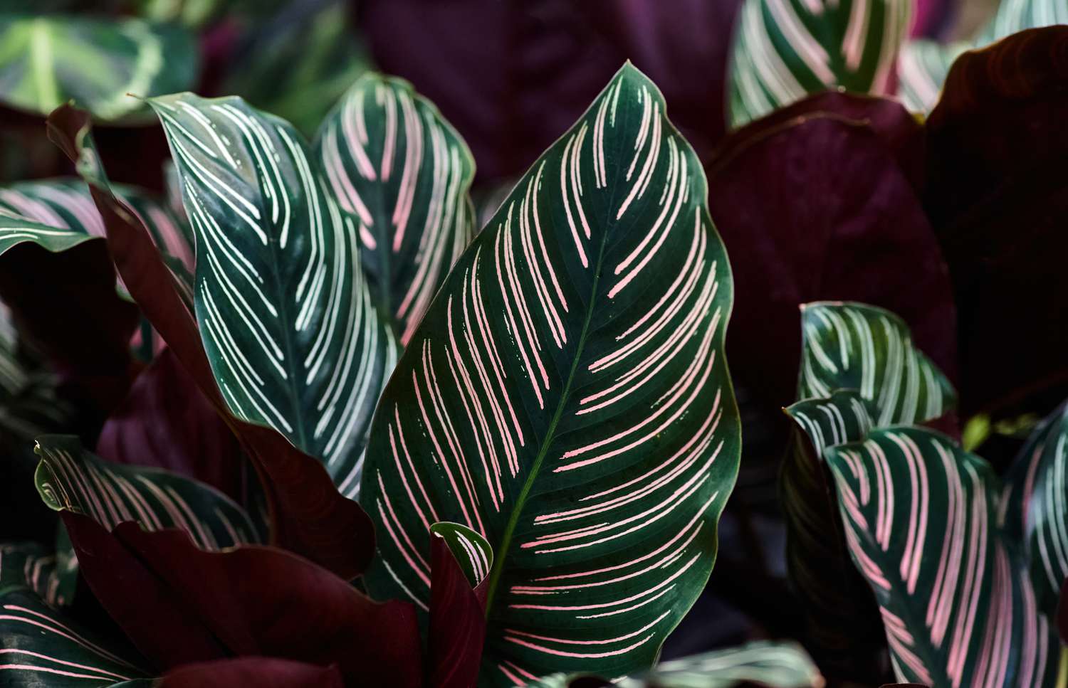 The stripe pattern of variegated plants