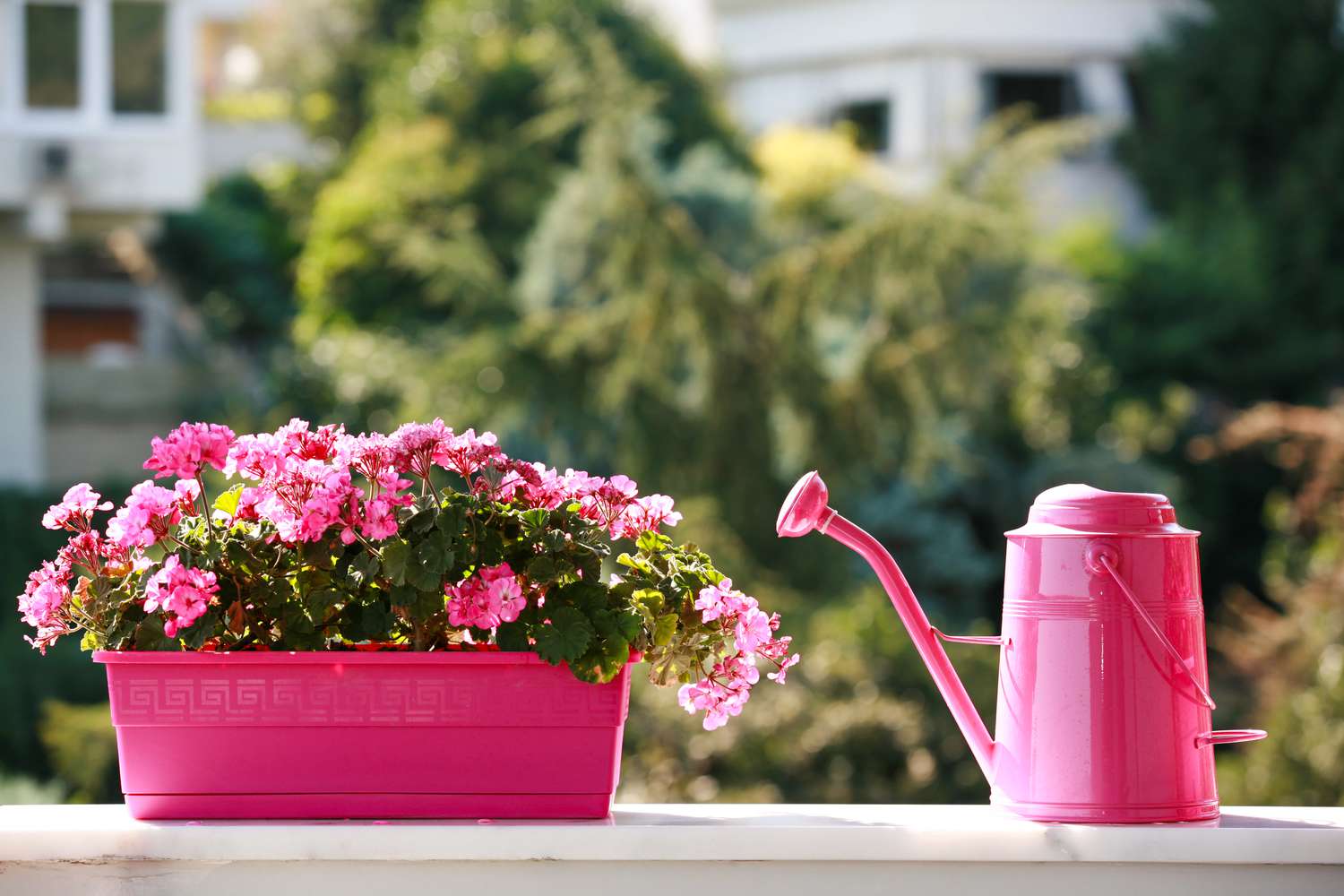 Azaleas in container ready to be transplanted