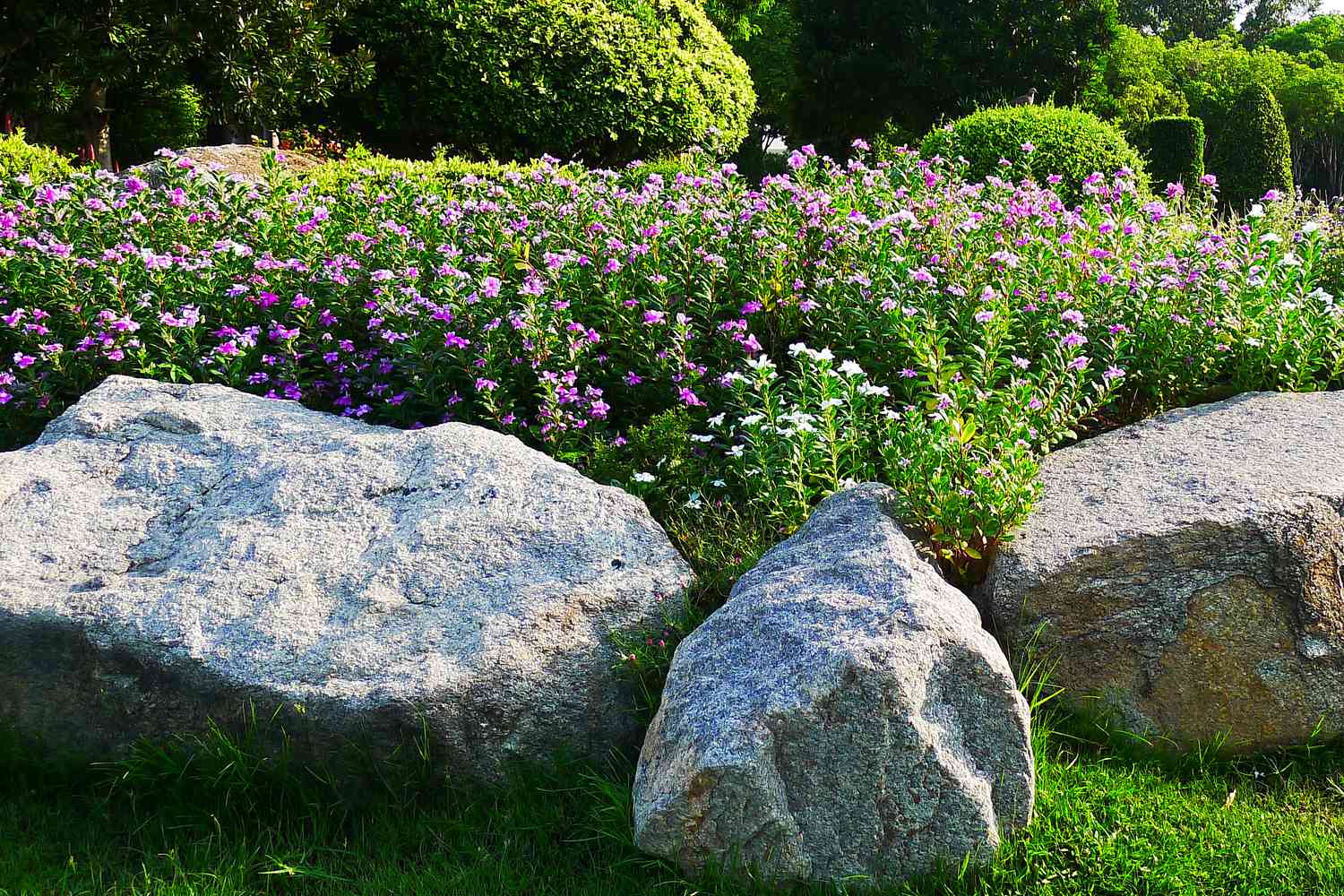 Large boulders in rock garden