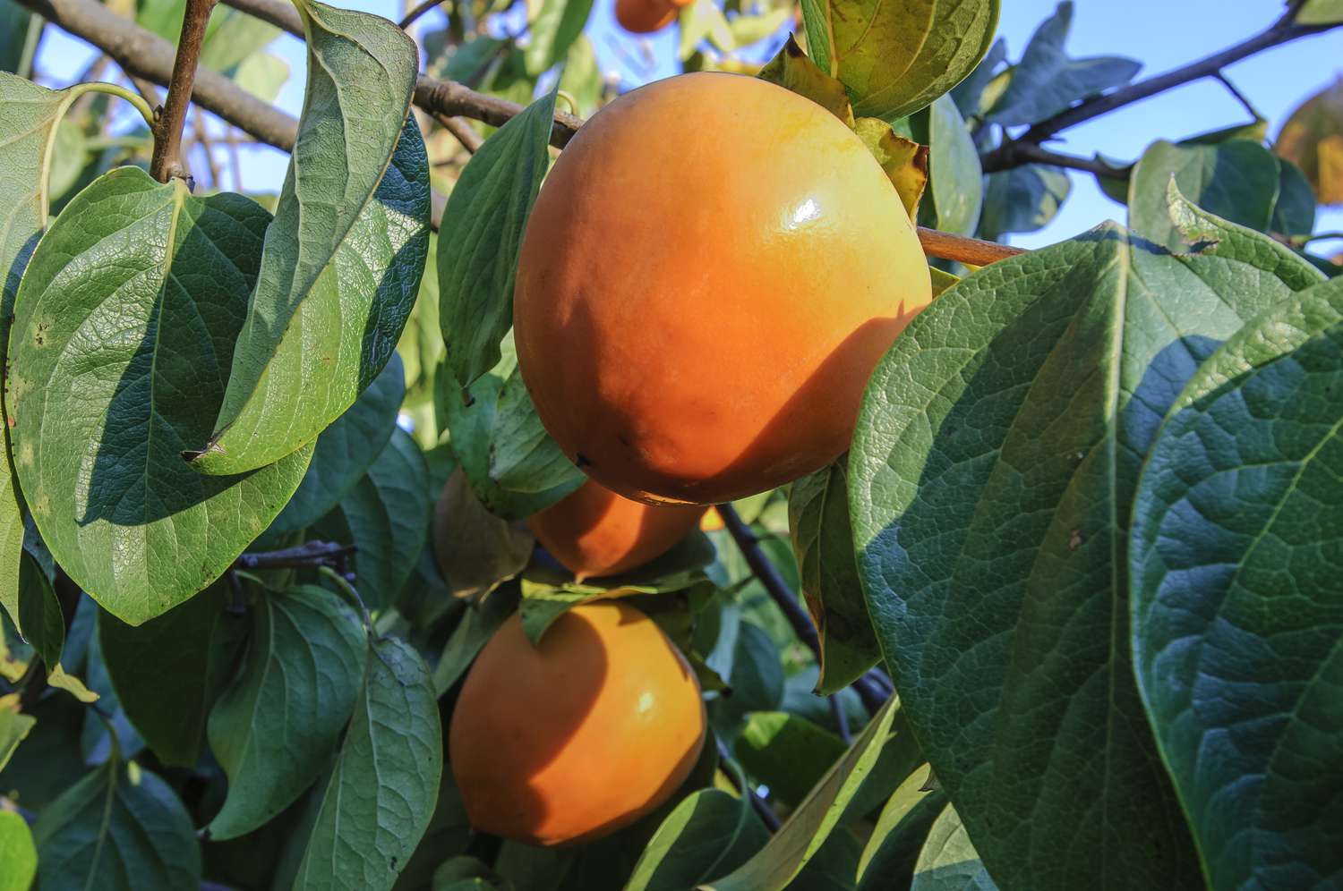 Ripe fruits hanging on tree branches surrounded by leaves