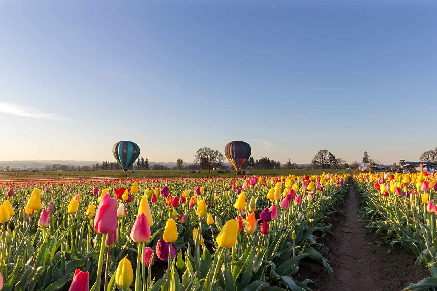 tulip field in Oregon