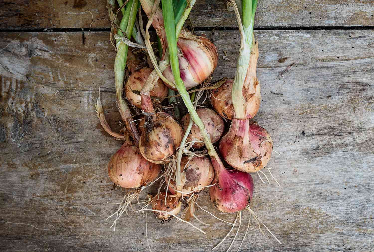 Shallots