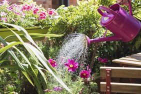 A pink watering can pouring water onto flowering plants in a garden setting