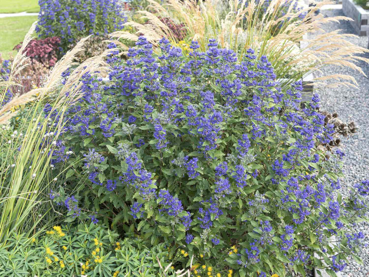 blue shrub in garden
