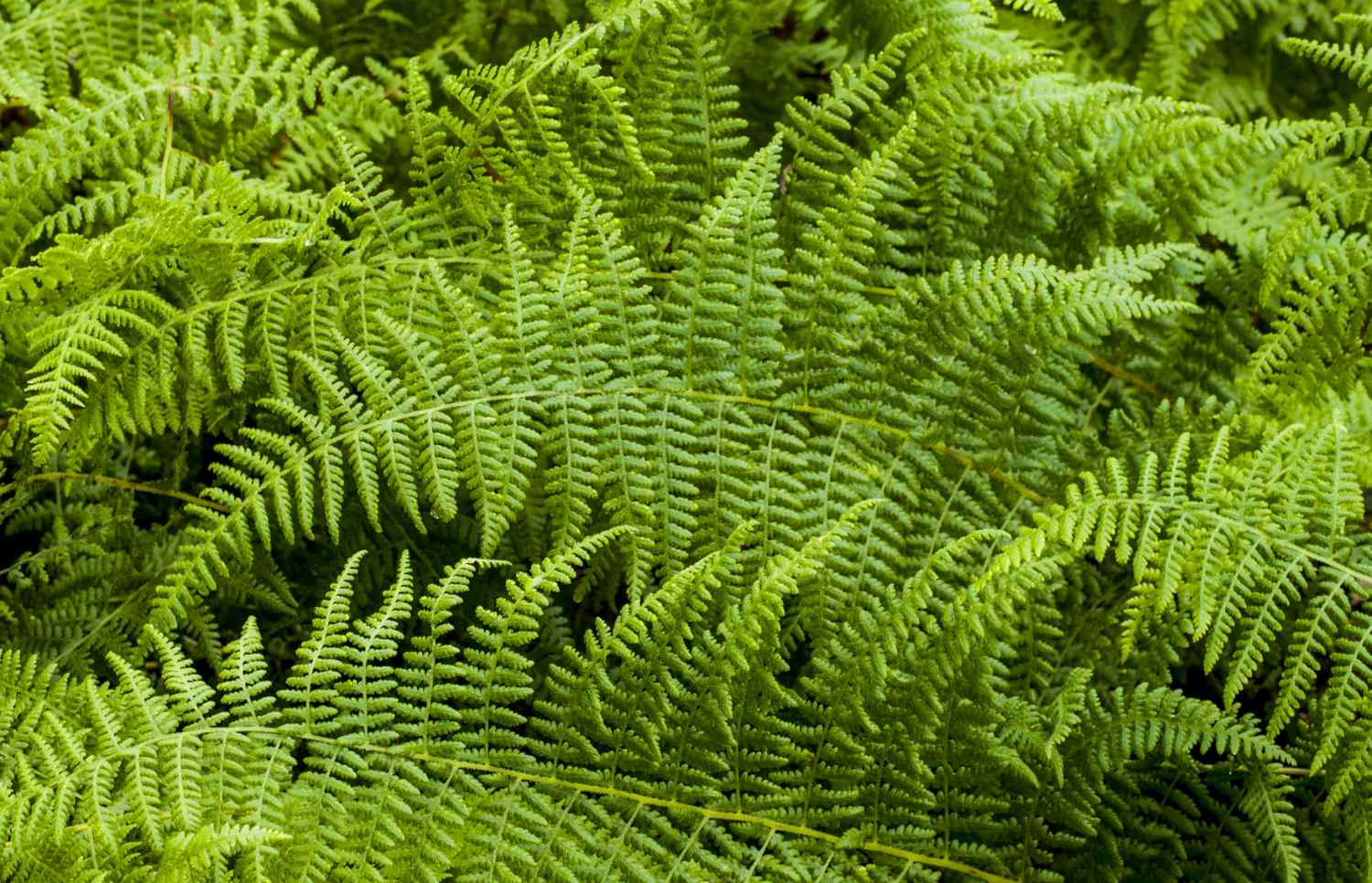 Closeup view of fern fronds overlapping and forming a dense pattern