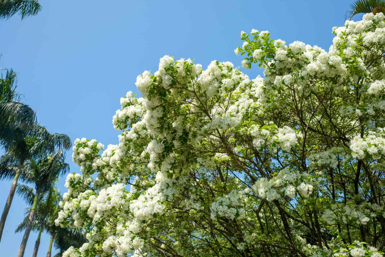 A flowering tree in a sunny outdoor setting with tall palm trees and a clear blue sky in the background