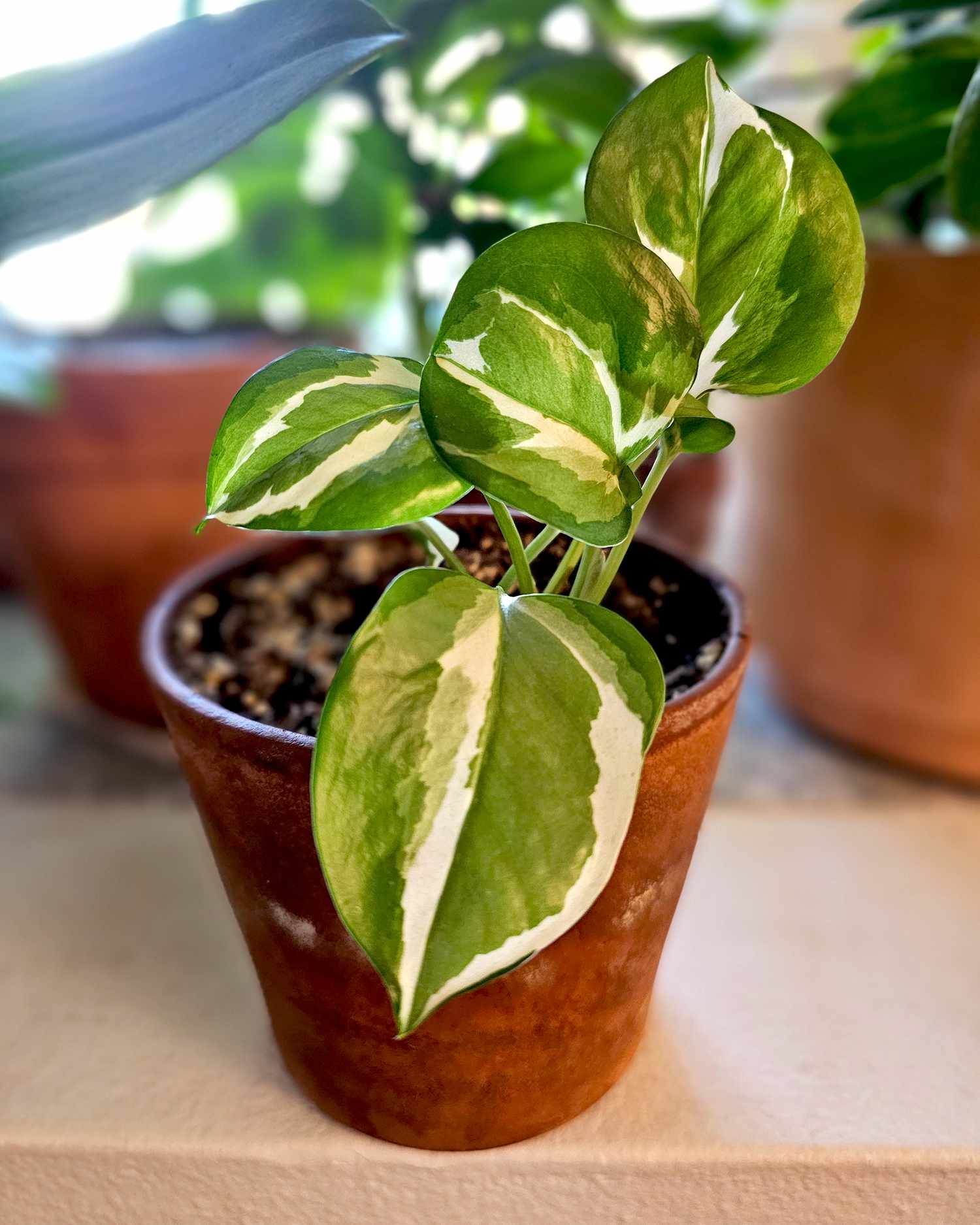 N'Joy variety of a pothos plant in a pot