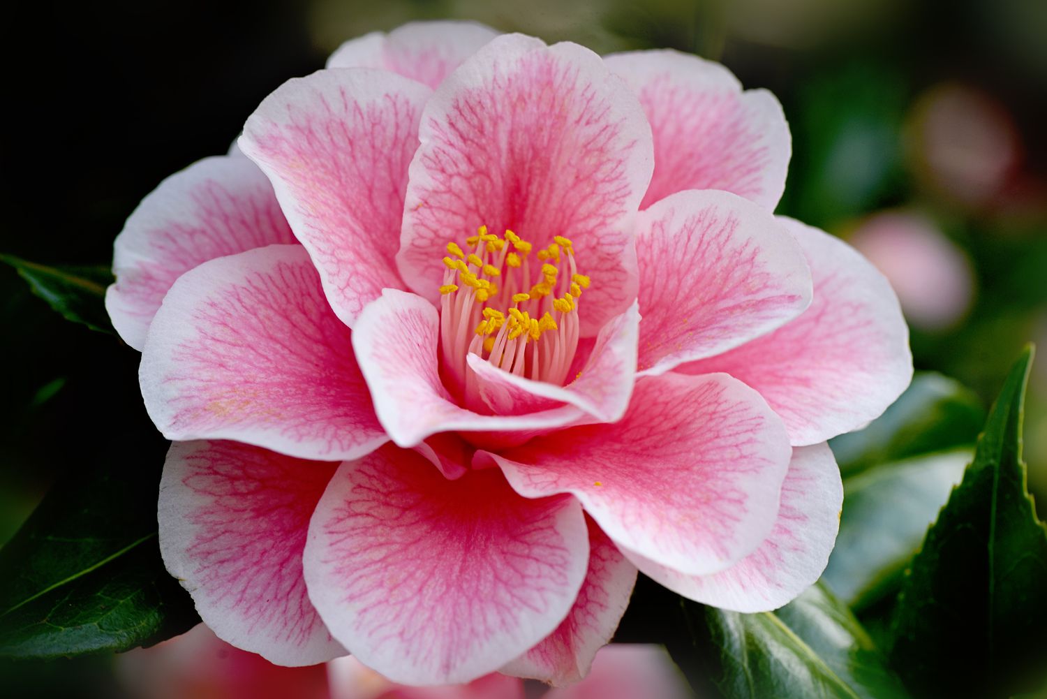 Camellia blossom in pink