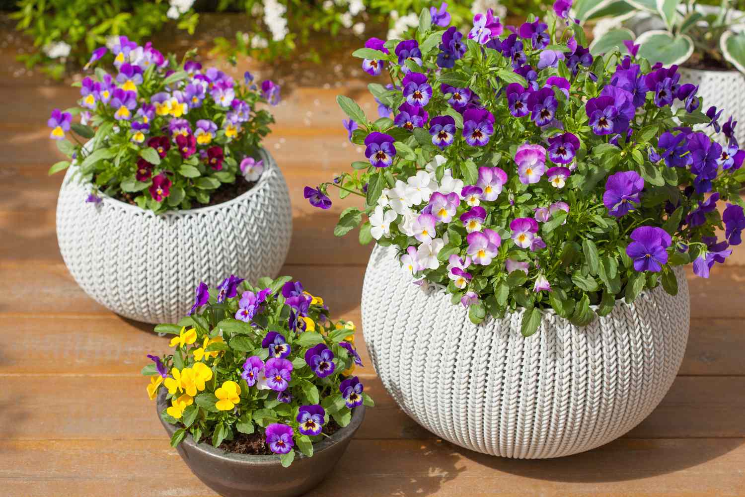 Three different pots with vibrant flowers set on a wooden surface