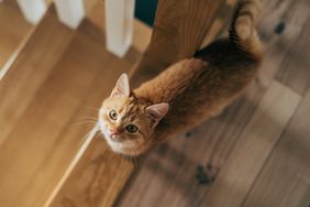 A cat looking upwards near wooden stairs