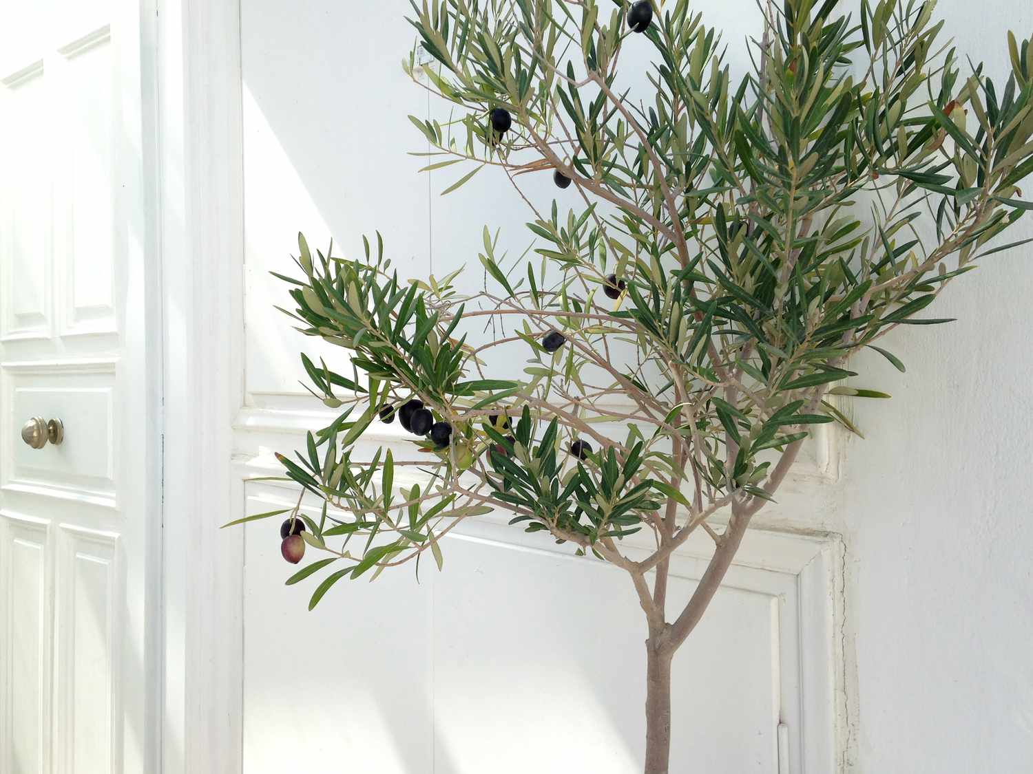 olive tree indoors white background
