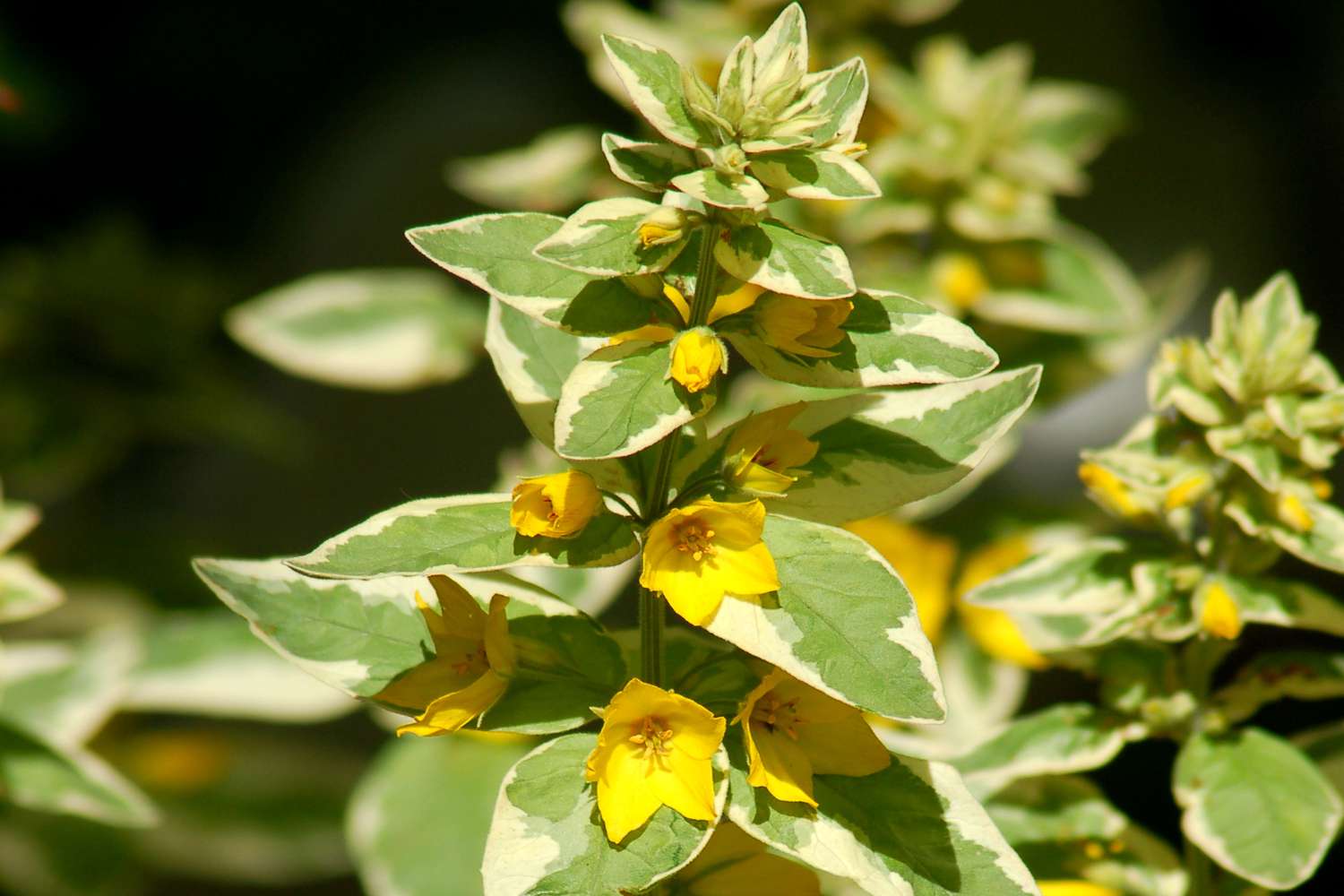 yellow loosestrife (variegated type)