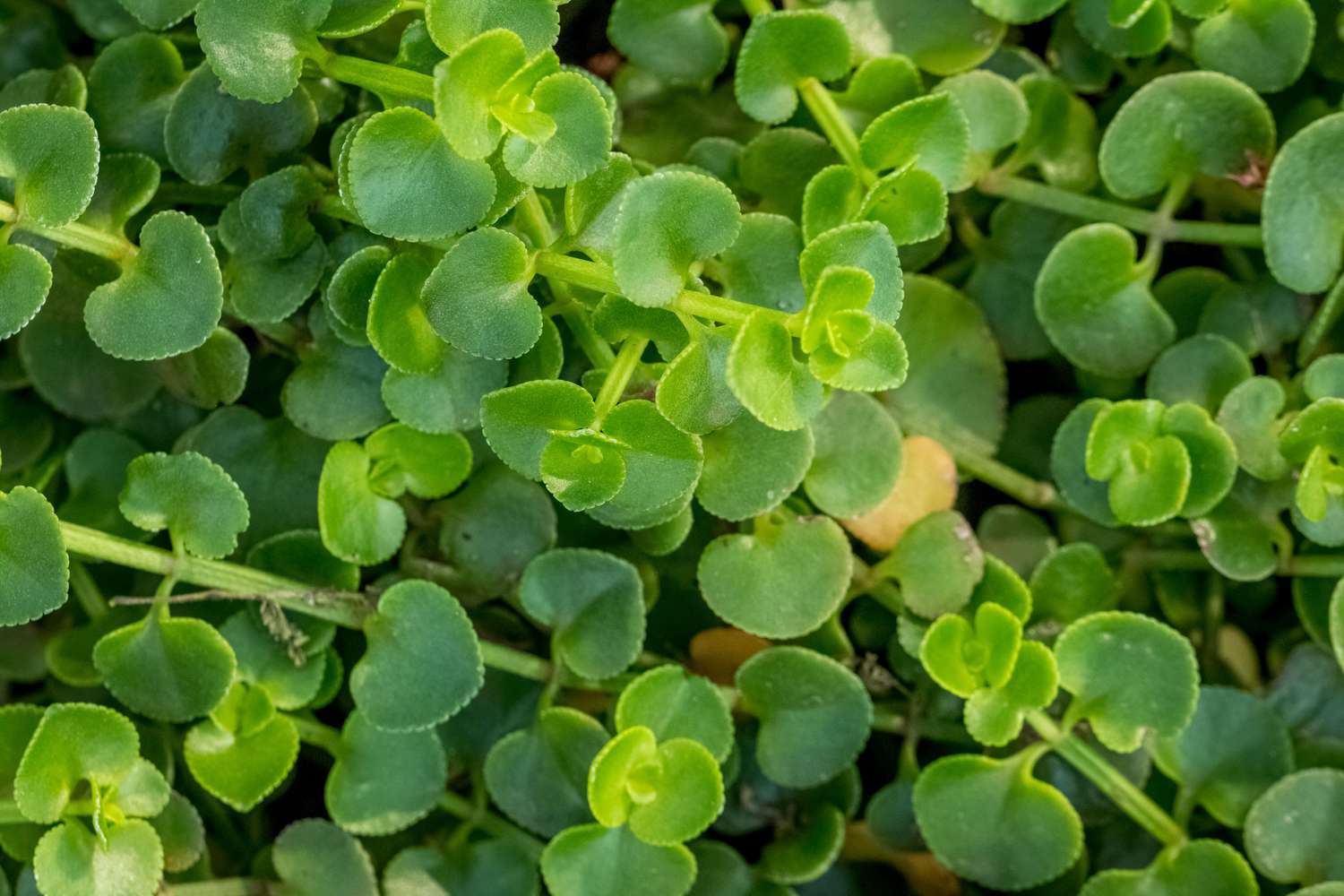 A closeup of green Corsican mint (Mentha requienii) in Zimanga Private Game Reserve, South Africa
