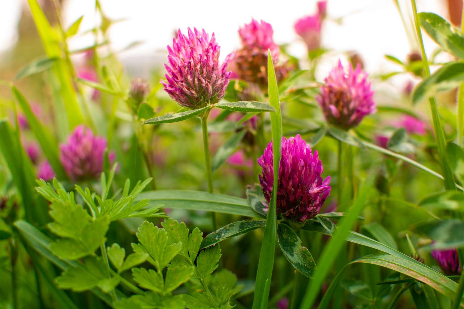 Red Clover