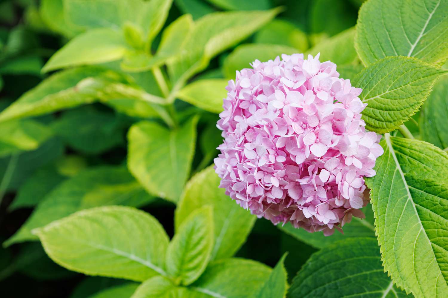 Pink oakleaf hydrangea