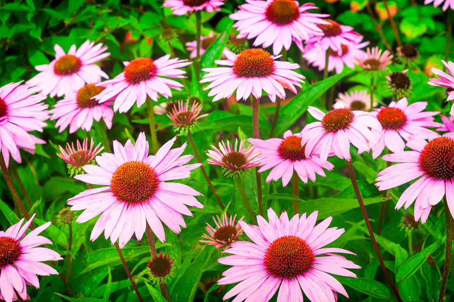 coneflowers in garden