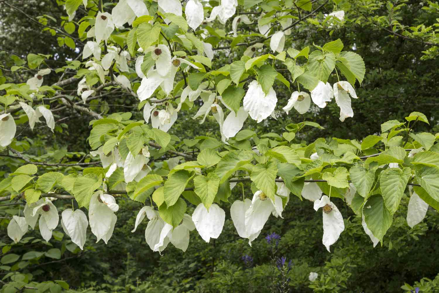white flowering dogwood tree