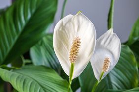 Closeup of a peace lily flower with its white spathes and green leaves