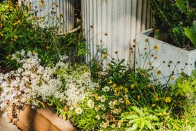 Garden with weeds