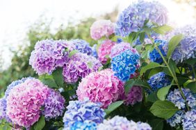 Hydrangea flowers in full bloom outdoors showcasing clusters of petals
